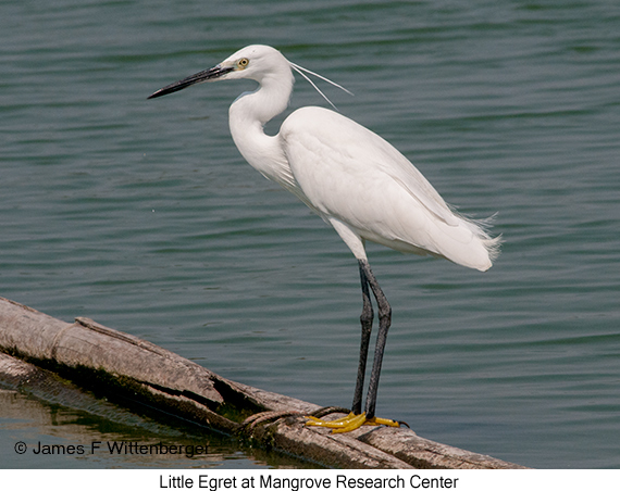 Little Egret - © James F Wittenberger and Exotic Birding LLC