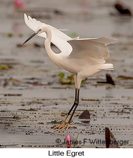 Little Egret - &copy; James F Wittenberger and Exotic Birding LLC