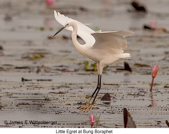 Little Egret - © James F Wittenberger and Exotic Birding LLC