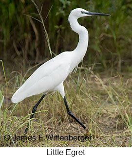 Little Egret - © James F Wittenberger and Exotic Birding LLC