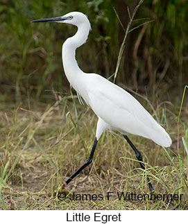 Little Egret - © James F Wittenberger and Exotic Birding LLC