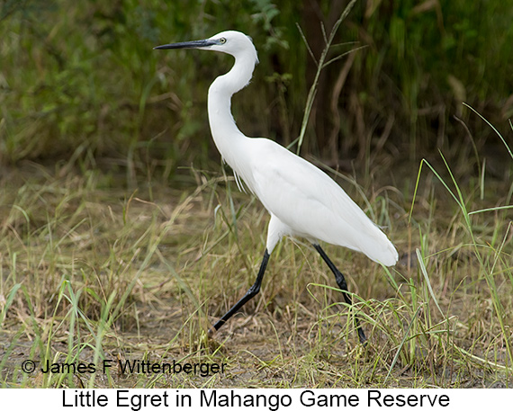 Little Egret - © James F Wittenberger and Exotic Birding LLC