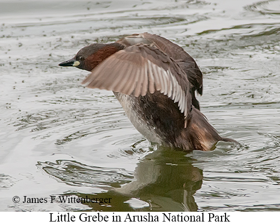 Little Grebe - © James F Wittenberger and Exotic Birding LLC