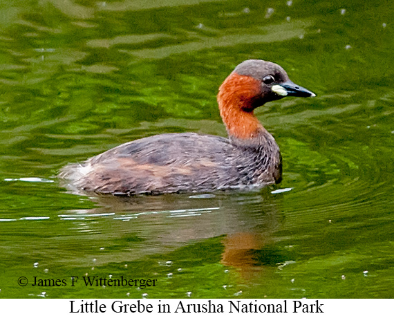 Little Grebe - © James F Wittenberger and Exotic Birding LLC