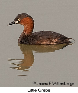 Little Grebe - &copy; James F Wittenberger and Exotic Birding LLC