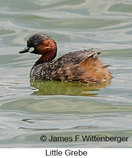 Little Grebe - © James F Wittenberger and Exotic Birding LLC