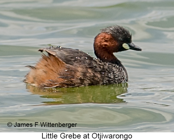 Little Grebe - © James F Wittenberger and Exotic Birding LLC Little Grebe - © James F Wittenberger and Exotic Birding LLC