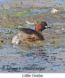 Little Grebe - © James F Wittenberger and Exotic Birding LLC