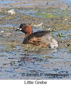 Little Grebe - © James F Wittenberger and Exotic Birding LLC Little Grebe - © James F Wittenberger and Exotic Birding LLC