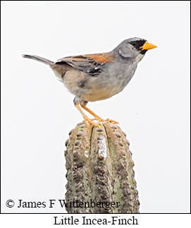 Little Inca-Finch - &copy; James F Wittenberger and Exotic Birding LLC