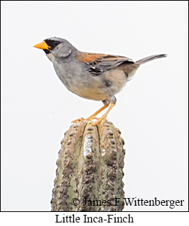 Little Inca-Finch - &copy; James F Wittenberger and Exotic Birding LLC