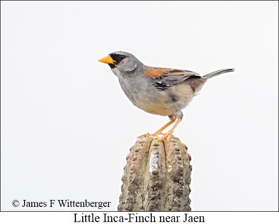Little Inca-Finch - &copy; James F Wittenberger and Exotic Birding LLC