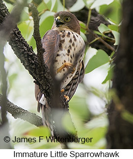 Little Sparrowhawk - © James F Wittenberger and Exotic Birding LLC