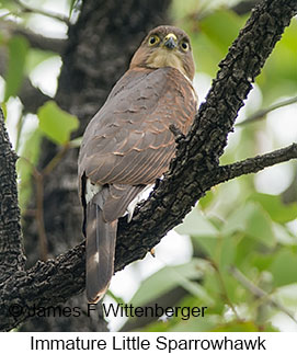 Little Sparrowhawk - © James F Wittenberger and Exotic Birding LLC