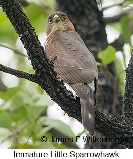 Little Sparrowhawk - © James F Wittenberger and Exotic Birding LLC