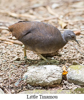 Little Tinamou - &copy; James F Wittenberger and Exotic Birding LLC