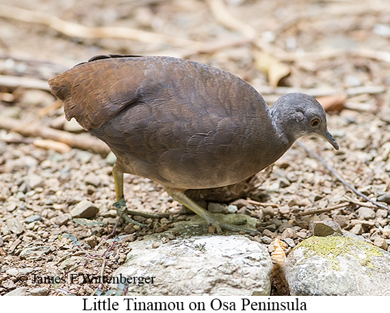 Little Tinamou - &copy; James F Wittenberger and Exotic Birding LLC