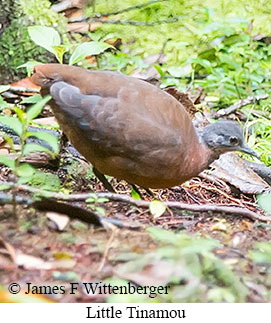 Little Tinamou - &copy; James F Wittenberger and Exotic Birding LLC
