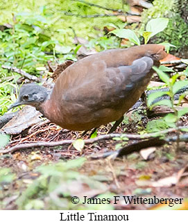 Little Tinamou - &copy; James F Wittenberger and Exotic Birding LLC