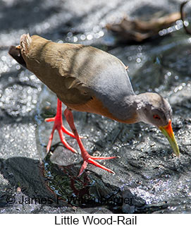 Little Wood-Rail - © James F Wittenberger and Exotic Birding LLC