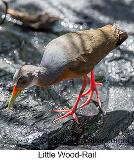 Little Wood-Rail - © James F Wittenberger and Exotic Birding LLC