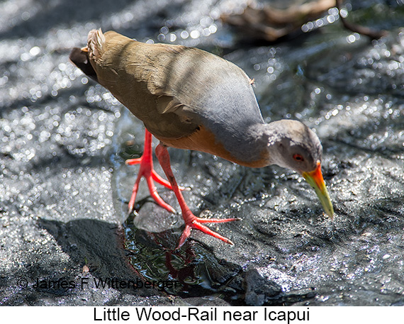 Little Wood-Rail - © James F Wittenberger and Exotic Birding LLC Little Wood-Rail - © James F Wittenberger and Exotic Birding LLC
