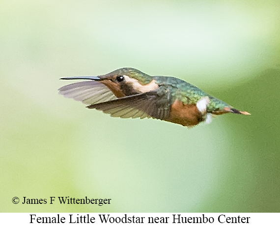 Female Little Woodstar - &copy; James F Wittenberger and Exotic Birding LLC