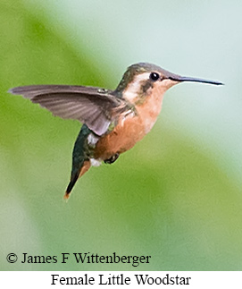 Female Little Woodstar - &copy; James F Wittenberger and Exotic Birding LLC