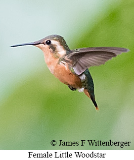 Female Little Woodstar - &copy; James F Wittenberger and Exotic Birding LLC