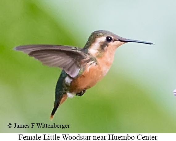 Female Little Woodstar - &copy; James F Wittenberger and Exotic Birding LLC