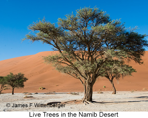 Live Trees - © James F Wittenberger and Exotic Birding LLC Live Trees - © James F Wittenberger and Exotic Birding LLC