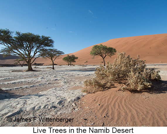 Live Trees - © James F Wittenberger and Exotic Birding LLC Live Trees - © James F Wittenberger and Exotic Birding LLC