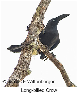 Long-billed Crow - © James F Wittenberger and Exotic Birding LLC Long-billed Crow - © James F Wittenberger and Exotic Birding LLC