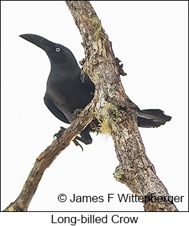 Long-billed Crow - © James F Wittenberger and Exotic Birding LLC