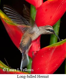 Long-billed Hermit - © Laura L Fellows and Exotic Birding LLC