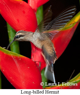 Long-billed Hermit - © Laura L Fellows and Exotic Birding LLC