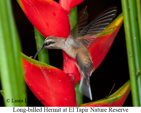 Long-billed Hermit - © Laura L Fellows and Exotic Birding LLC