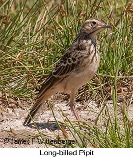Long-billed Pipit - © James F Wittenberger and Exotic Birding LLC