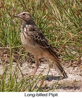 Long-billed Pipit - © James F Wittenberger and Exotic Birding LLC Long-billed Pipit - © James F Wittenberger and Exotic Birding LLC
