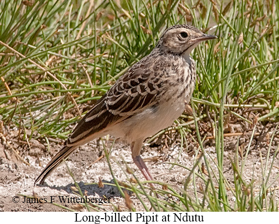 Long-billed Pipit - © James F Wittenberger and Exotic Birding LLC