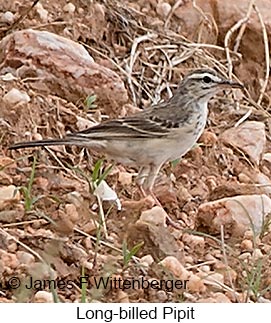 Long-billed Pipit - © James F Wittenberger and Exotic Birding LLC