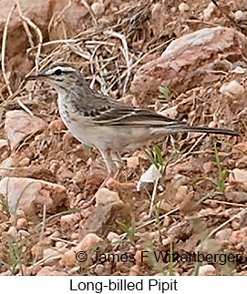 Long-billed Pipit - © James F Wittenberger and Exotic Birding LLC Long-billed Pipit - © James F Wittenberger and Exotic Birding LLC