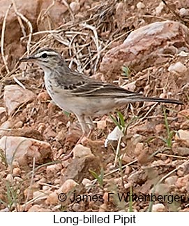 Long-billed Pipit - © James F Wittenberger and Exotic Birding LLC