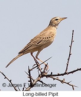 Long-billed Pipit - © James F Wittenberger and Exotic Birding LLC