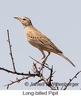 Long-billed Pipit - © James F Wittenberger and Exotic Birding LLC