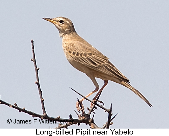 Long-billed Pipit - © James F Wittenberger and Exotic Birding LLC