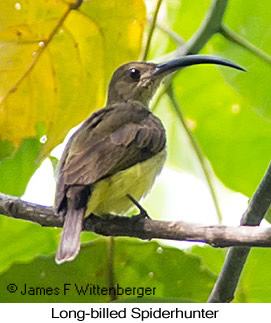 Long-billed Spiderhunter - © James F Wittenberger and Exotic Birding LLC