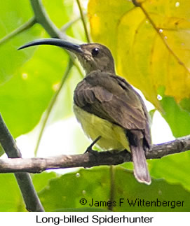 Long-billed Spiderhunter - © James F Wittenberger and Exotic Birding LLC