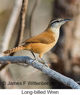 Long-billed Wren - © James F Wittenberger and Exotic Birding LLC Long-billed Wren - © James F Wittenberger and Exotic Birding LLC