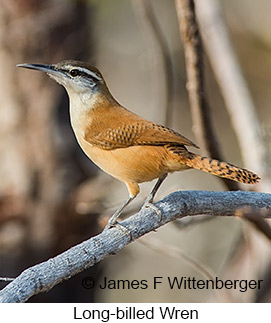 Long-billed Wren - © James F Wittenberger and Exotic Birding LLC